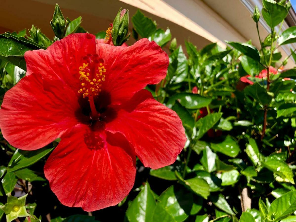 Casa Dolce Hibiscus